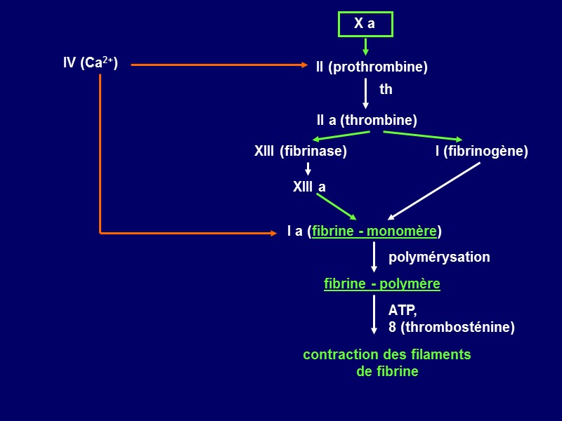 Х а II (prothrombine) th II а (thrombine) I (fibrinogène) XIII (fibrinase) XIII а